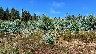 Land for sale in Torres Vedras, Portugal — €70,000
