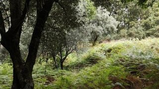 Terreno em Ponte de Lima · 1250 m² · 7500 €