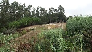 Terreno de 3900 m² em Leiria