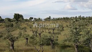 Land for sale in Castelo Branco, Portugal — €17,500