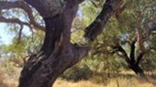 Land for sale in Cuba, Portugal — €1,200,000