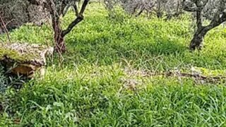 Land for sale in Sabugal, Portugal — €9,700