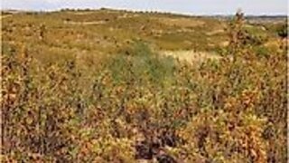 Terreno em Castro Marim