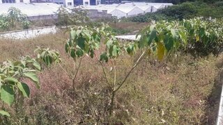 Land for sale in Ponta Delgada, Portugal — €300,000