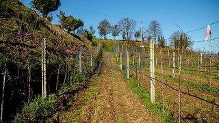 Land for sale in Ponte de Lima, Portugal — €100,000