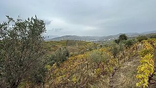 Land for sale in Lamego, Portugal — €30,000