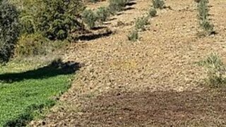 Terreno em Rio Maior