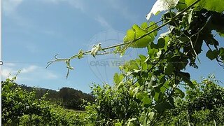 Land for sale in Monção, Portugal — €235,000