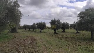 Land for sale in Torres Novas, Portugal — €21,000