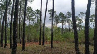 Land for sale in Sertã, Portugal — €15,000