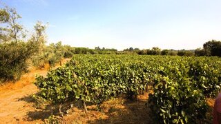 Land for sale in Nelas, Portugal — €17,000