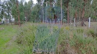Land for sale in Anadia, Portugal — €32,000