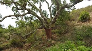 Land for sale in Santiago do Cacém, Portugal — €350,000