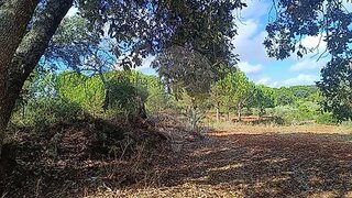 Land for sale in Santarém, Portugal — €24,750