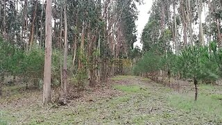 Land for sale in Caldas da Rainha, Portugal — €350,000