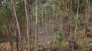Land for sale in Vieira do Minho, Portugal — €50,000