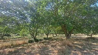 Land for sale in Torre de Moncorvo, Portugal — €33,000