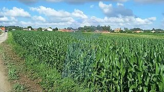 Land for sale in Oliveira do Bairro, Portugal — €160,000