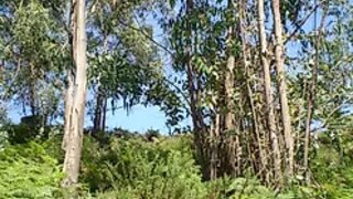Land for sale in Ovar, Portugal — €40,500