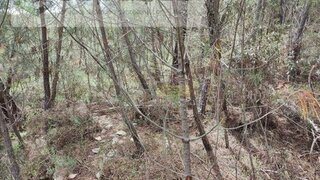 Terreno em Castelo Branco · 8360 m² · 50 000 €