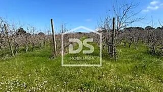 Land for sale in Alcobaça, Portugal — €18,000