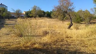 Land for sale in São Brás de Alportel, Portugal — €55,000