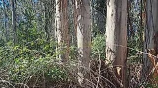Land for sale in Anadia, Portugal — €5,000