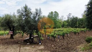 Land for sale in Mealhada, Portugal — €428,000