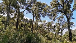 Land for sale in Mogadouro, Portugal — €28,500
