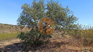Land for sale in Castro Marim, Portugal — €29,000