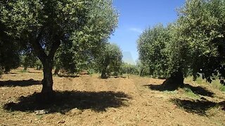 Land for sale in Macedo de Cavaleiros, Portugal — €50,000