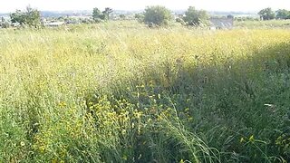 Land for sale in Cartaxo, Portugal — €35,000