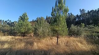 Land for sale in Sardoal, Portugal — €8,900
