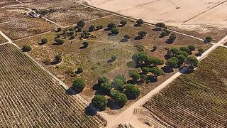 Terreno em Palmela · 65 000 m² · 210 000 €