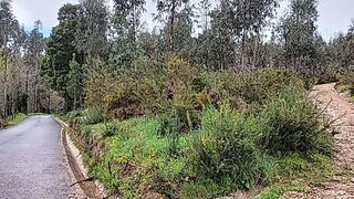 Land for sale in Albergaria-a-Velha, Portugal — €49,000