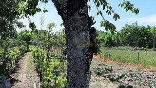 Land for sale in Nelas, Portugal — €28,000