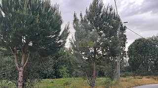 Land for sale in Nelas, Portugal — €26,990
