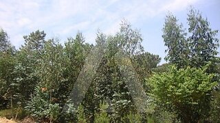Land for sale in Anadia, Portugal — €60,000