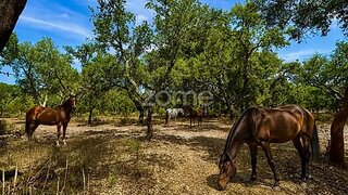 Terreno em Grândola · 3 005 000 m² · 990 000 €