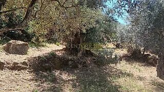 Terreno em Idanha-a-Nova