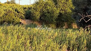Terreno de 9000 m² em Faro
