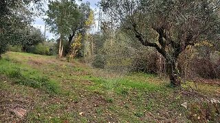 Land for sale in Alvaiázere, Portugal — €6,000