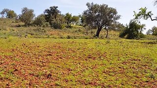Land for sale in Loulé, Portugal — €33,700