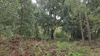 Land for sale in Sertã, Portugal — €62,500