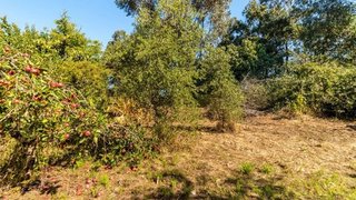 Land for sale in Alcobaça, Portugal — €8,900