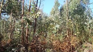 Land for sale in Águeda, Portugal — €8,000