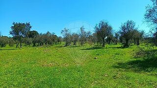 Terreno em Nisa