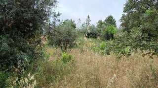 Terreno de 1200 m² em Castelo Branco