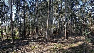 Terreno em Sever do Vouga