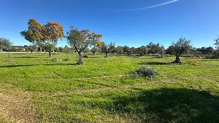 Terreno em Idanha-a-Nova